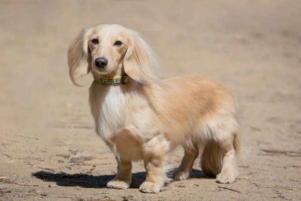 miniature dachshund cream for sale