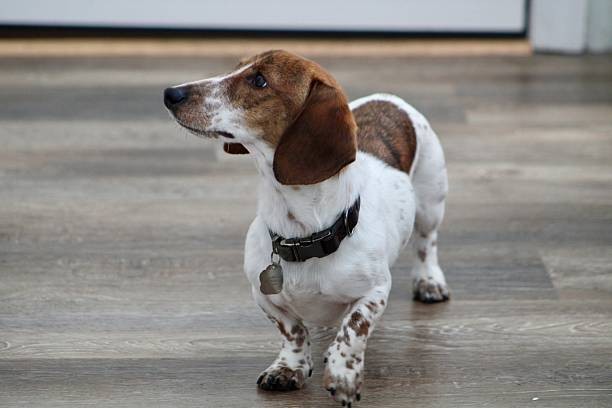 Piebald miniature dachshunds for sale