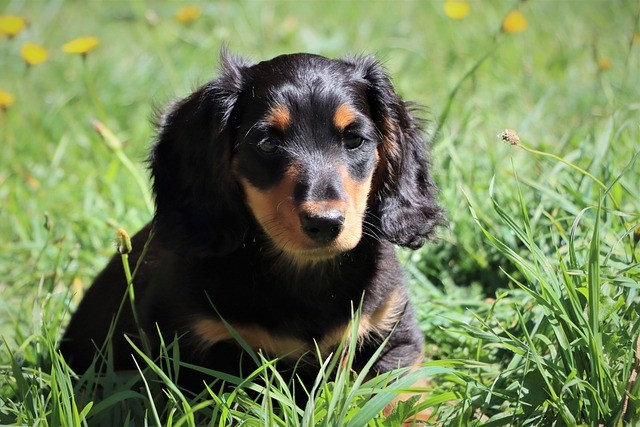 miniature long hair dachshund for sale