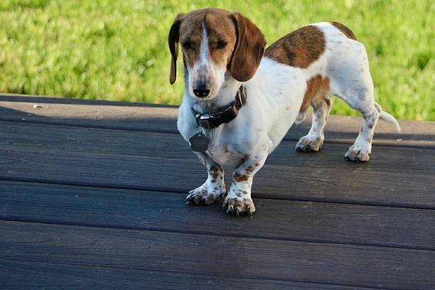 Piebald Mini Dachshund Personality Guide